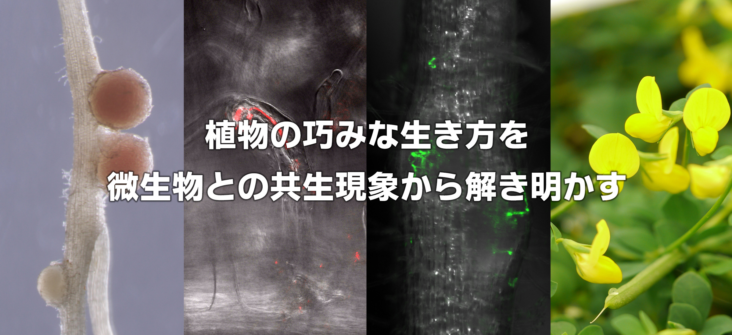 植物の巧みな生き方を微生物との共生現象から解き明かす